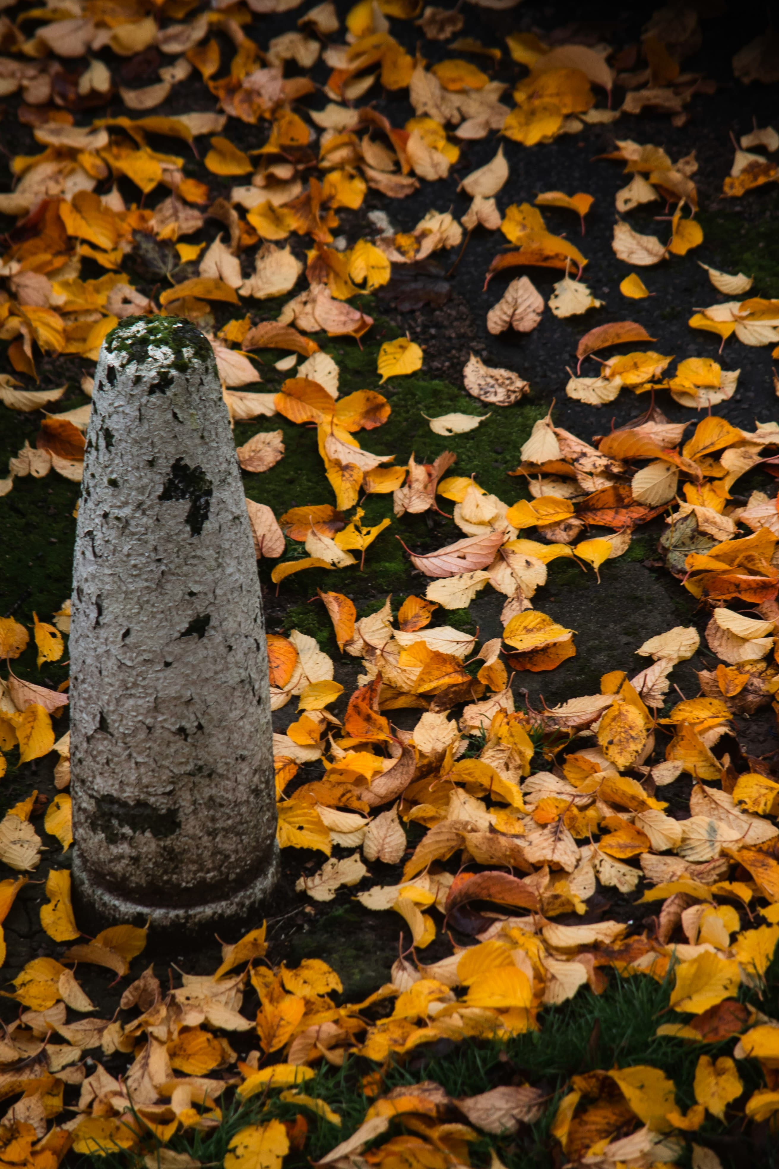 fall
